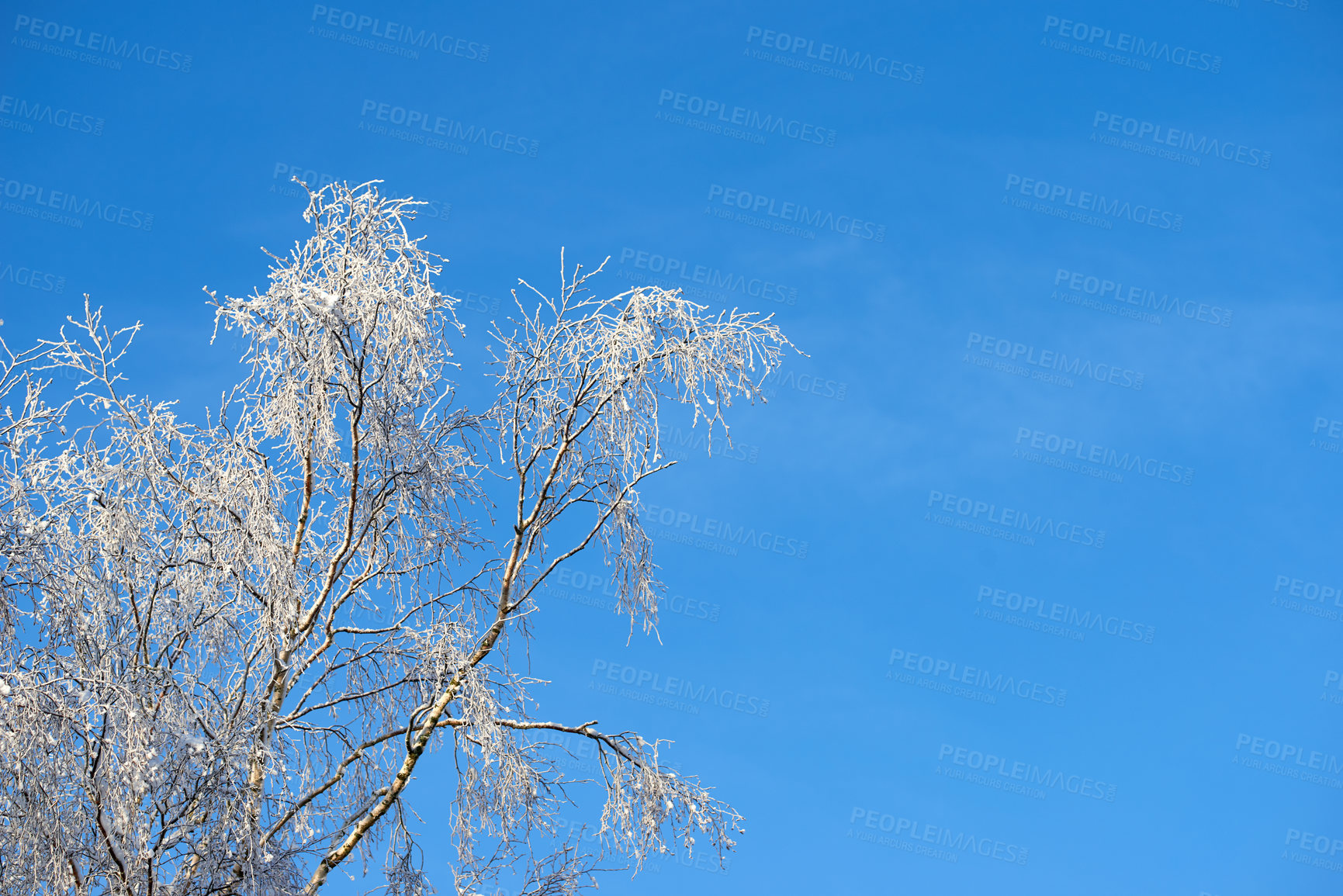 Buy stock photo Copy space with tree branches covered in snow against a clear blue sky background with copy space outdoors. Ice frozen on long bare twigs in the woods during frosty weather in the cold winter season