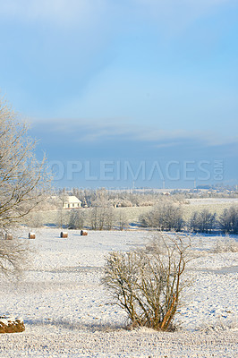 Buy stock photo Bright white snow landscape in the countryside with dry shrubs and blue sky on a cold winter day. Frozen land outdoors in nature during extreme weather near arid plants on a sunny afternoon