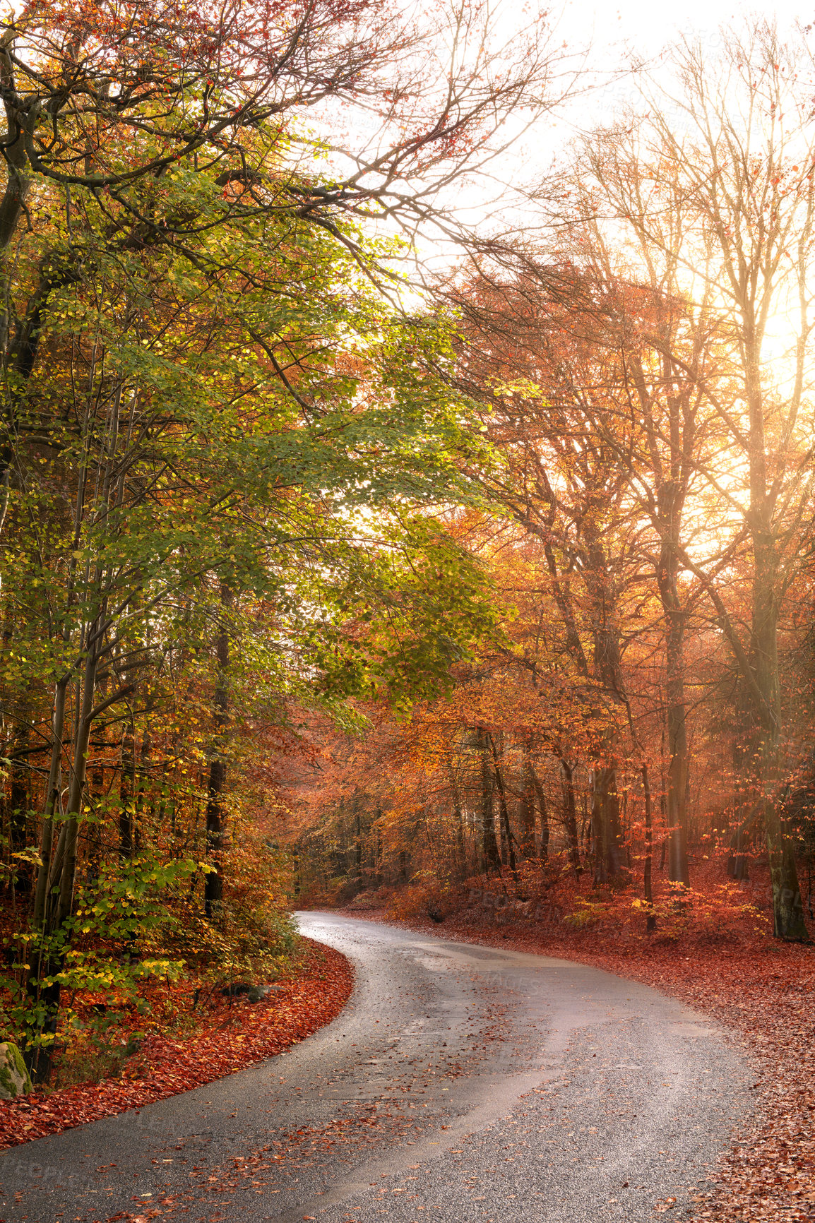 Buy stock photo Empty and secluded road surrounded by trees and autumn leaves. Deserted and scenic street or highway filled with fall colours and scenery. Mysterious road path that can lead to dangerous driving