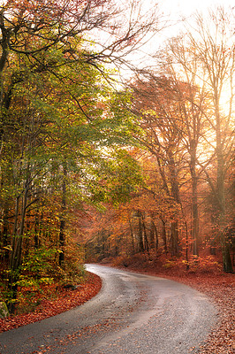 Buy stock photo Empty and secluded road surrounded by trees and autumn leaves. Deserted and scenic street or highway filled with fall colours and scenery. Mysterious road path that can lead to dangerous driving