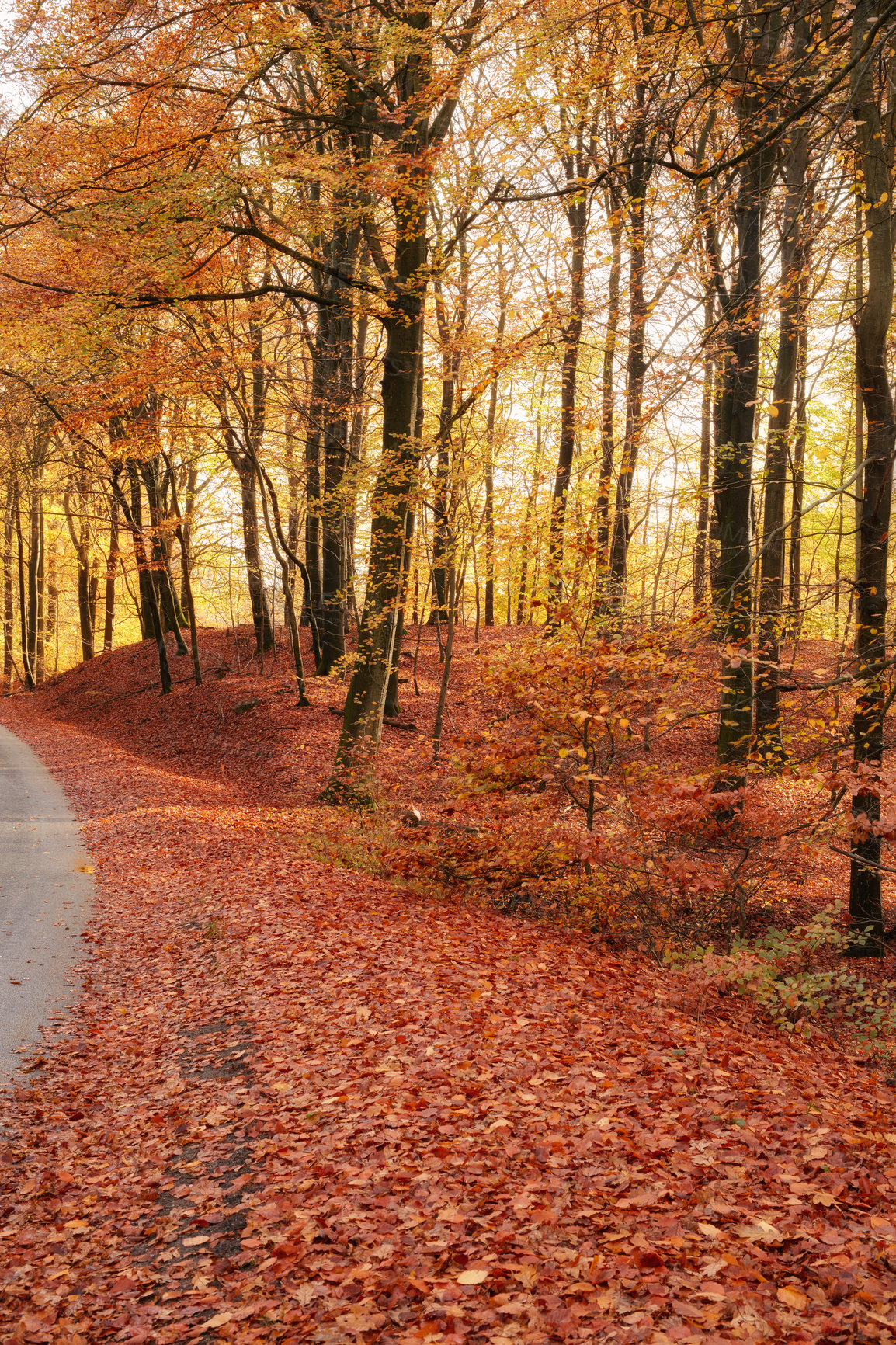 Buy stock photo Tall pine trees in an orange forest in the mountain in nature during autumn. Secluded woodland filled with big trees, vegetation and plants in fall. Bright deserted woods with lush scenery and flora