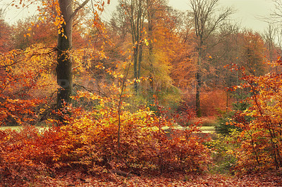 Buy stock photo Autumn - natural background