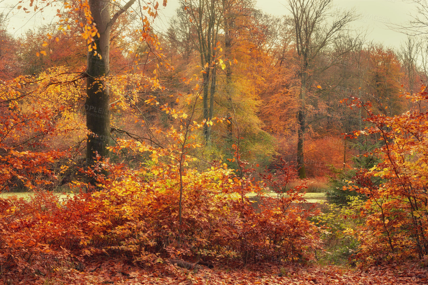 Buy stock photo Autumn - natural background