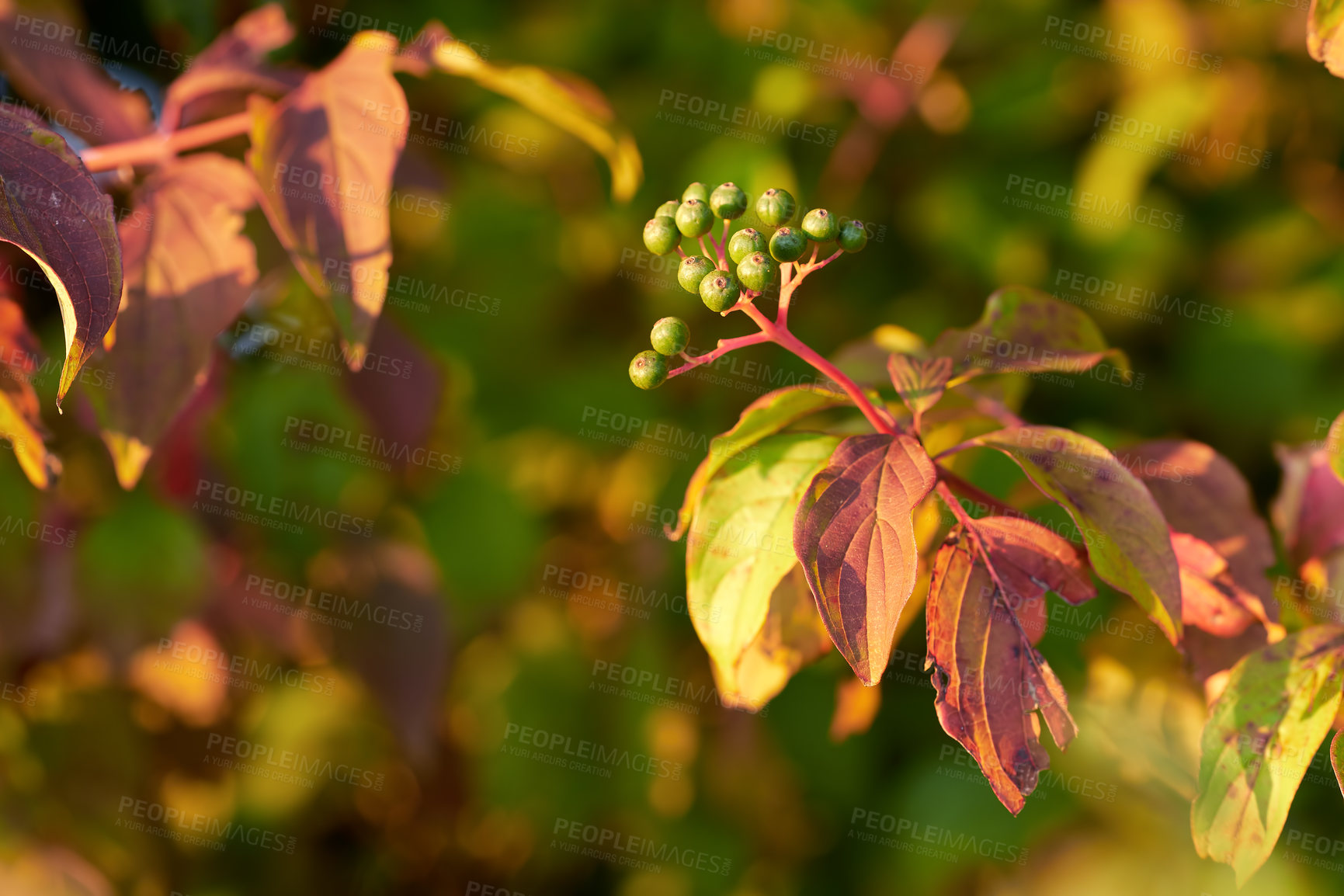 Buy stock photo Closeup of colorful autumnal leaves and flower buds growing on tree branches with copy space. Green, red and brown wild plants growing on stems in a natural forest, park or garden during fall