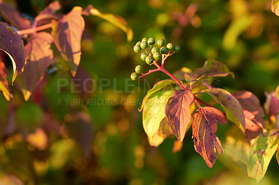 Buy stock photo Closeup of colorful autumnal leaves and flower buds growing on tree branches with copy space. Green, red and brown wild plants growing on stems in a natural forest, park or garden during fall