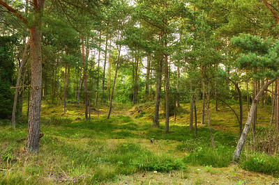 Buy stock photo A photo of green and lush forest