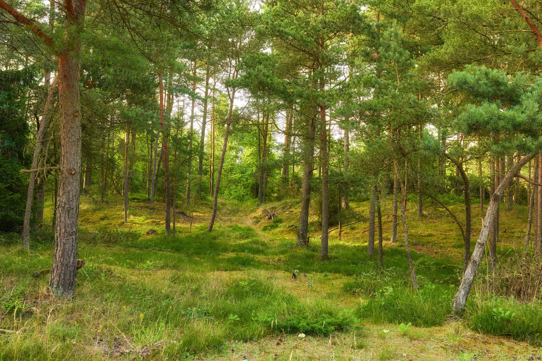 Buy stock photo A photo of green and lush forest