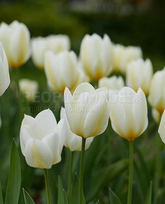Buy stock photo Beautiful white tulips in my garden in early springtime