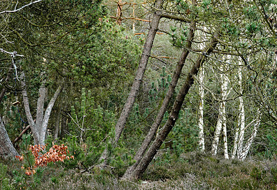 Buy stock photo The forest in late winter - early spring