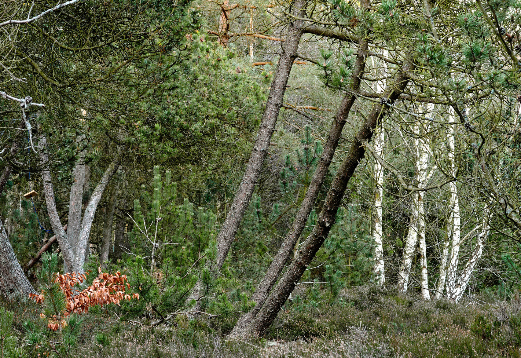 Buy stock photo The forest in late winter - early spring