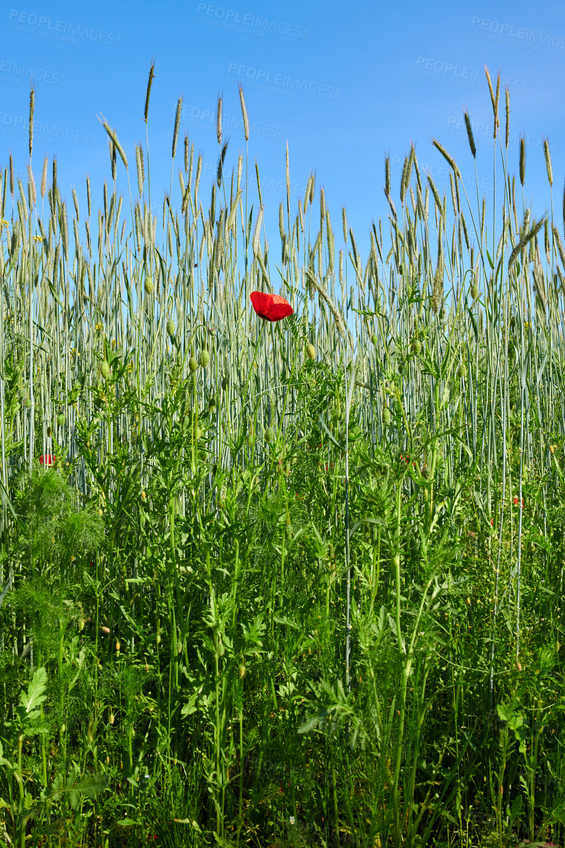 Buy stock photo A  photo of poppies in the countryside in early summer