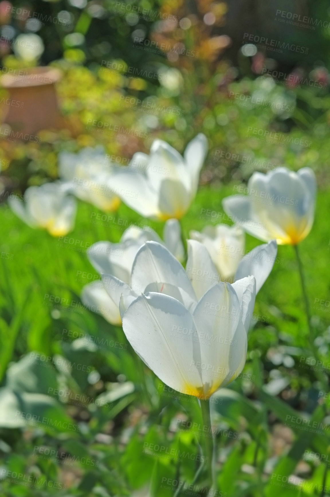 Buy stock photo A photo of beautiful tulips in the garden in early springtime