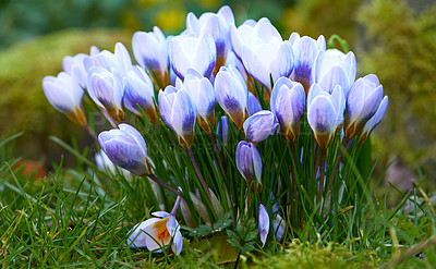 Buy stock photo Beautiful crocus in my garden in springtime