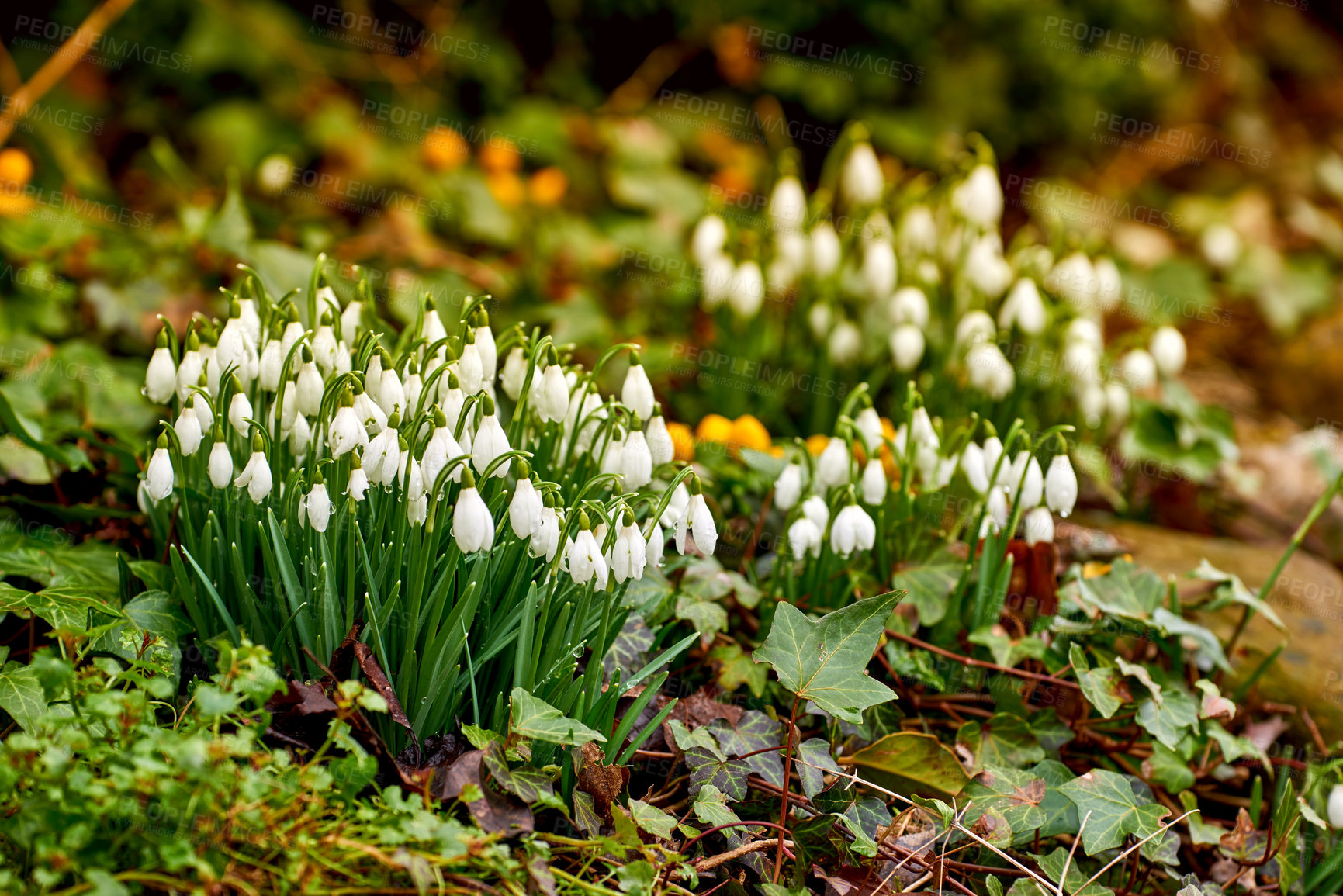 Buy stock photo Closeup of white common snowdrop flowers growing against green, bokeh and copy space background in remote field. Galanthus nivalis blossoming, blooming or flowering in meadow or home backyard garden