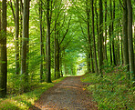 The forest in springtime