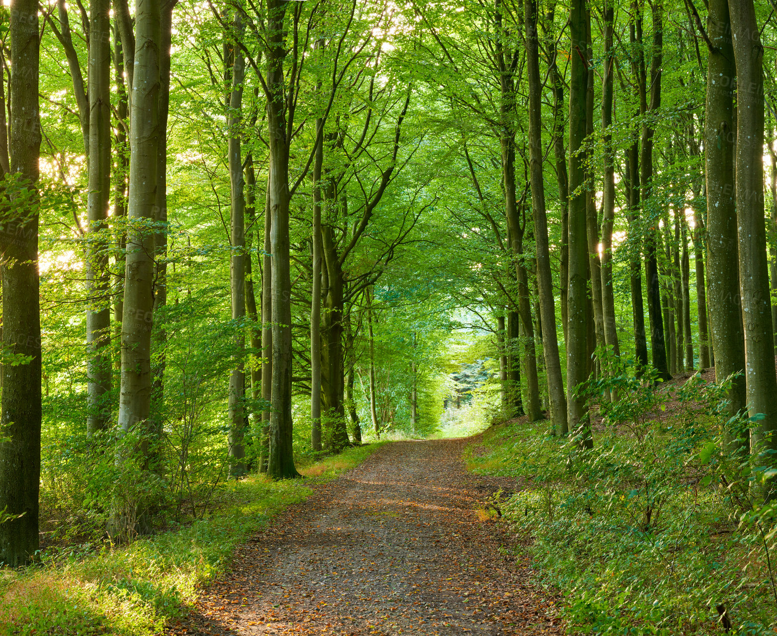 Buy stock photo Magical forest with an old footpath through a lush green wilderness. Peaceful quiet nature landscape of endless woodland to explore on travel adventure. Vibrant trees growing in spring in Denmark