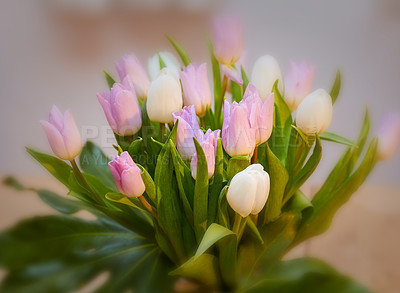 Buy stock photo Pink and white tulips growing in a lush green backyard garden in summer. Beautiful pink flowering plants flourishing and blooming on display at home. Pretty flora blossoming on a field or countryside