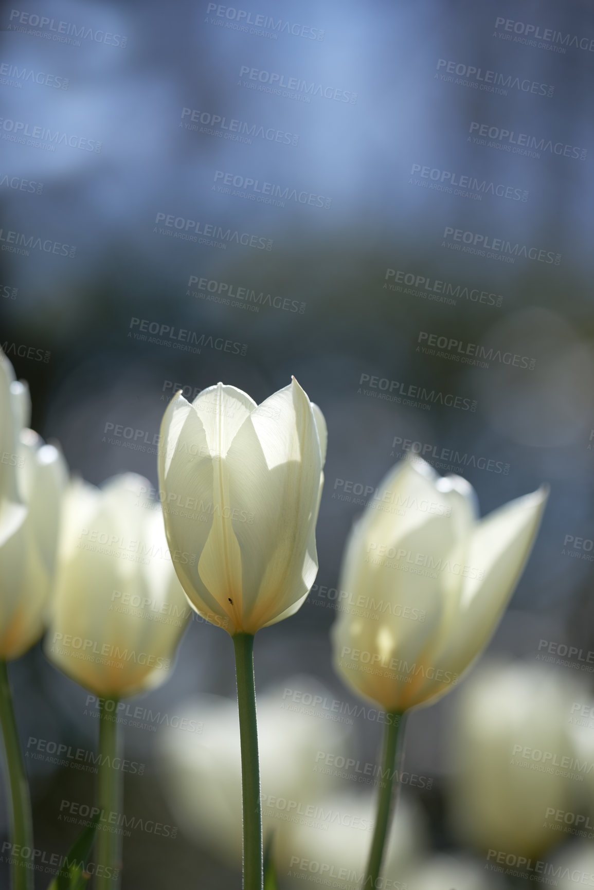 Buy stock photo Beautiful white tulips in my garden in early springtime