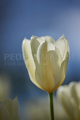 Buy stock photo Beautiful white tulips in my garden in early springtime