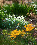 Beautiful crocus in the spring