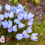 Beautiful crocus in the spring