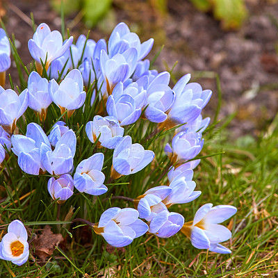 Buy stock photo Beautiful crocus in my garden in springtime