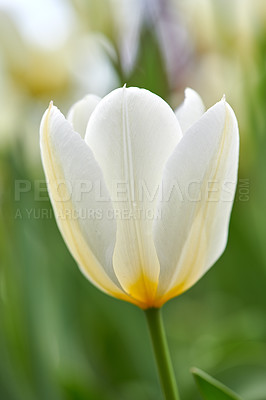 Buy stock photo Beautiful white tulips in my garden in early springtime