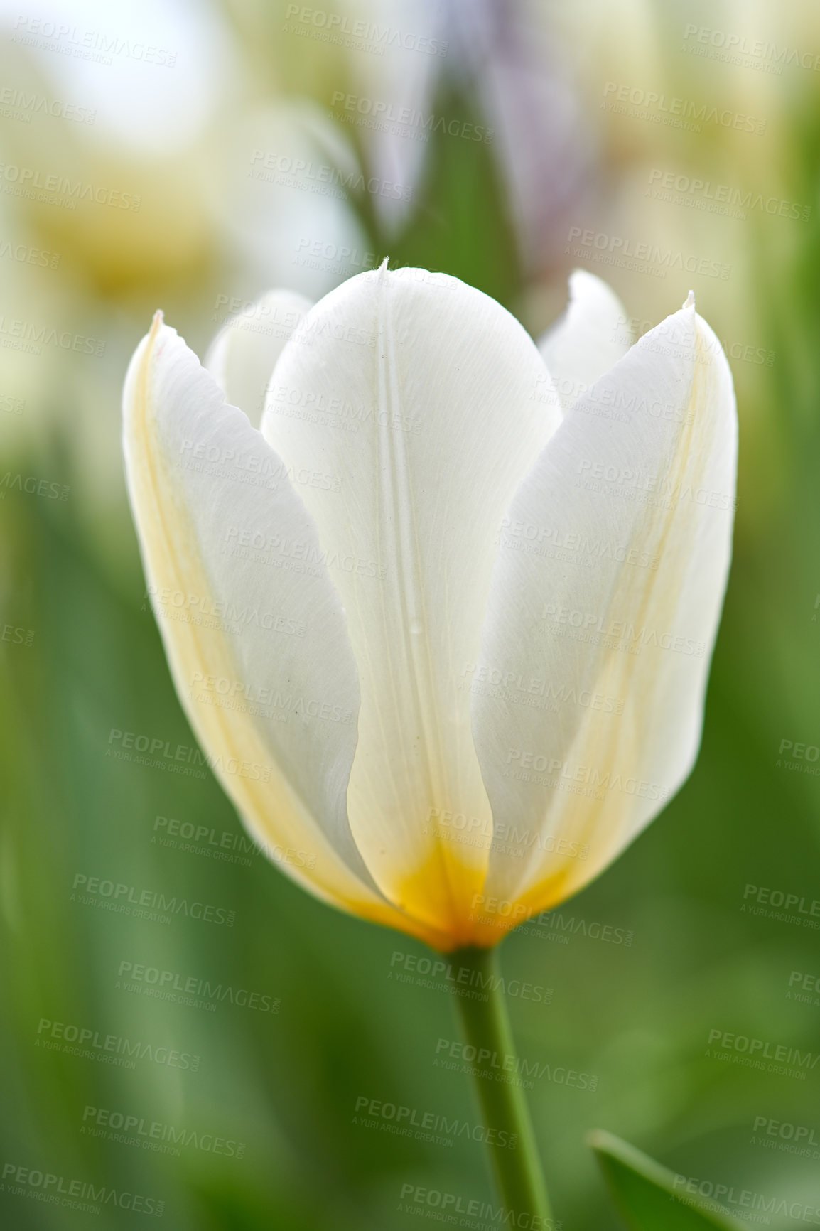 Buy stock photo Beautiful white tulips in my garden in early springtime