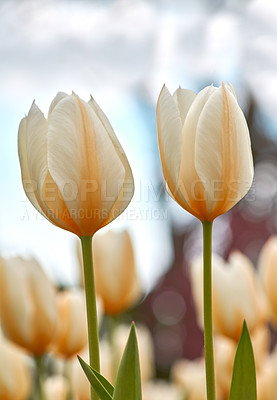 Buy stock photo Tulips growing in a lush green backyard garden in summer. Beautiful peach flowering plants flourishing and blooming in a park during springtime. Pretty flora blossoming on a field or countryside