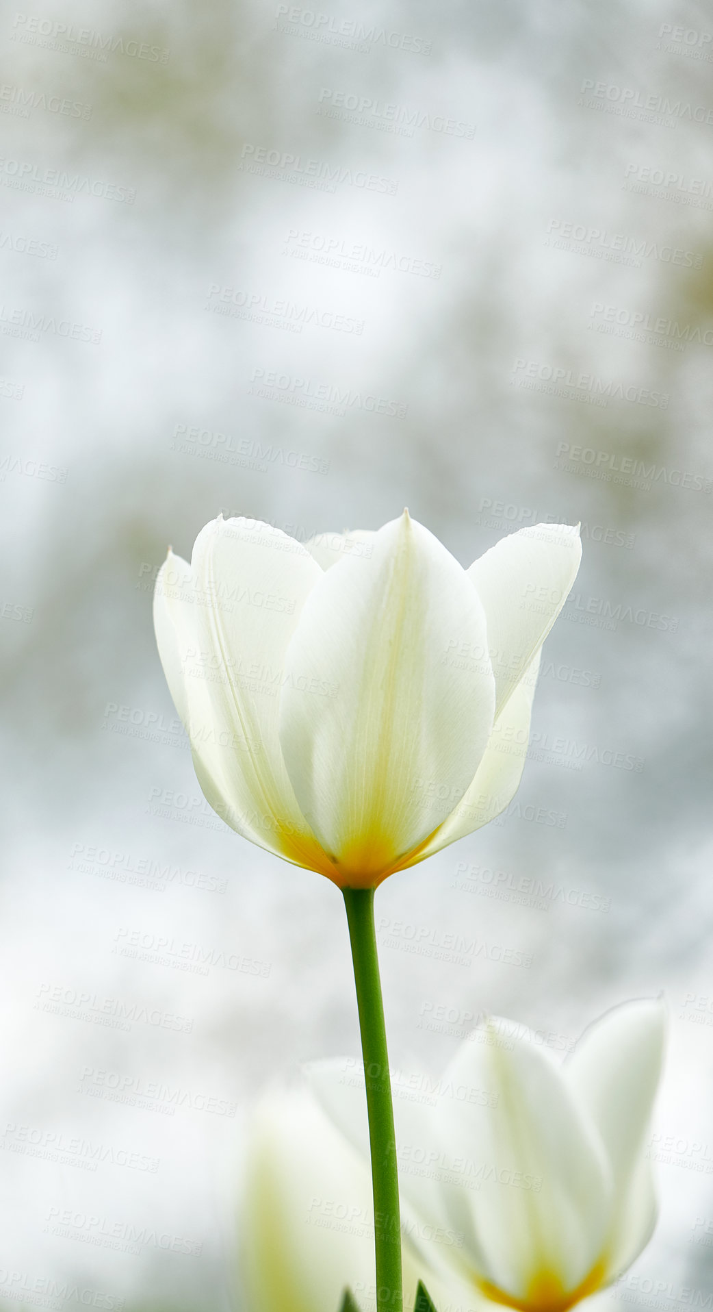 Buy stock photo A photo of beautiful tulips in the garden in early springtime