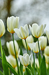 White tulips in my garden