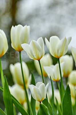 Buy stock photo Beautiful white tulips in my garden in early springtime