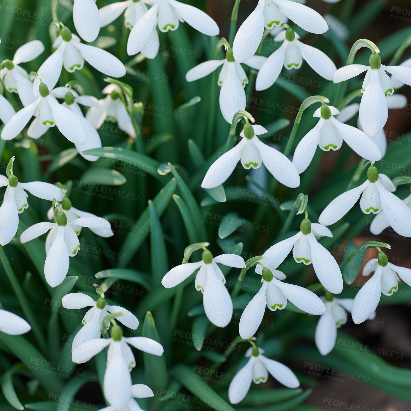 Buy stock photo Closeup of Galanthus nivalis growing in a backyard garden in summer. Zoom in on a snowdrop plant flowering and blossoming on a field or meadow from above. Top view of white flowers blooming in a park