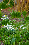 Common snowdrop - Galanthus nivalis 