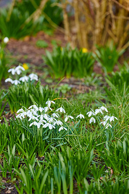 Buy stock photo Galanthus nivalis was described by the Swedish botanist Carl Linnaeus in his Species Plantarum in 1753, and given the specific epithet nivalis, meaning snowy (Galanthus means with milk-white flowers). T