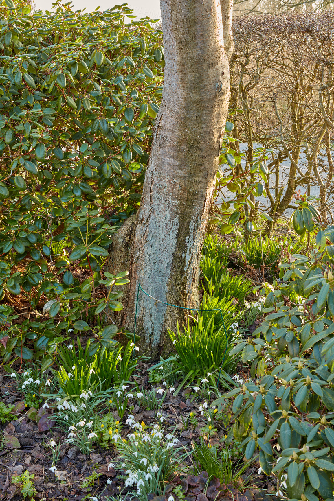 Buy stock photo Galanthus nivalis was described by the Swedish botanist Carl Linnaeus in his Species Plantarum in 1753, and given the specific epithet nivalis, meaning snowy (Galanthus means with milk-white flowers). T