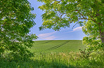 Green fields and blue sky framed by trees