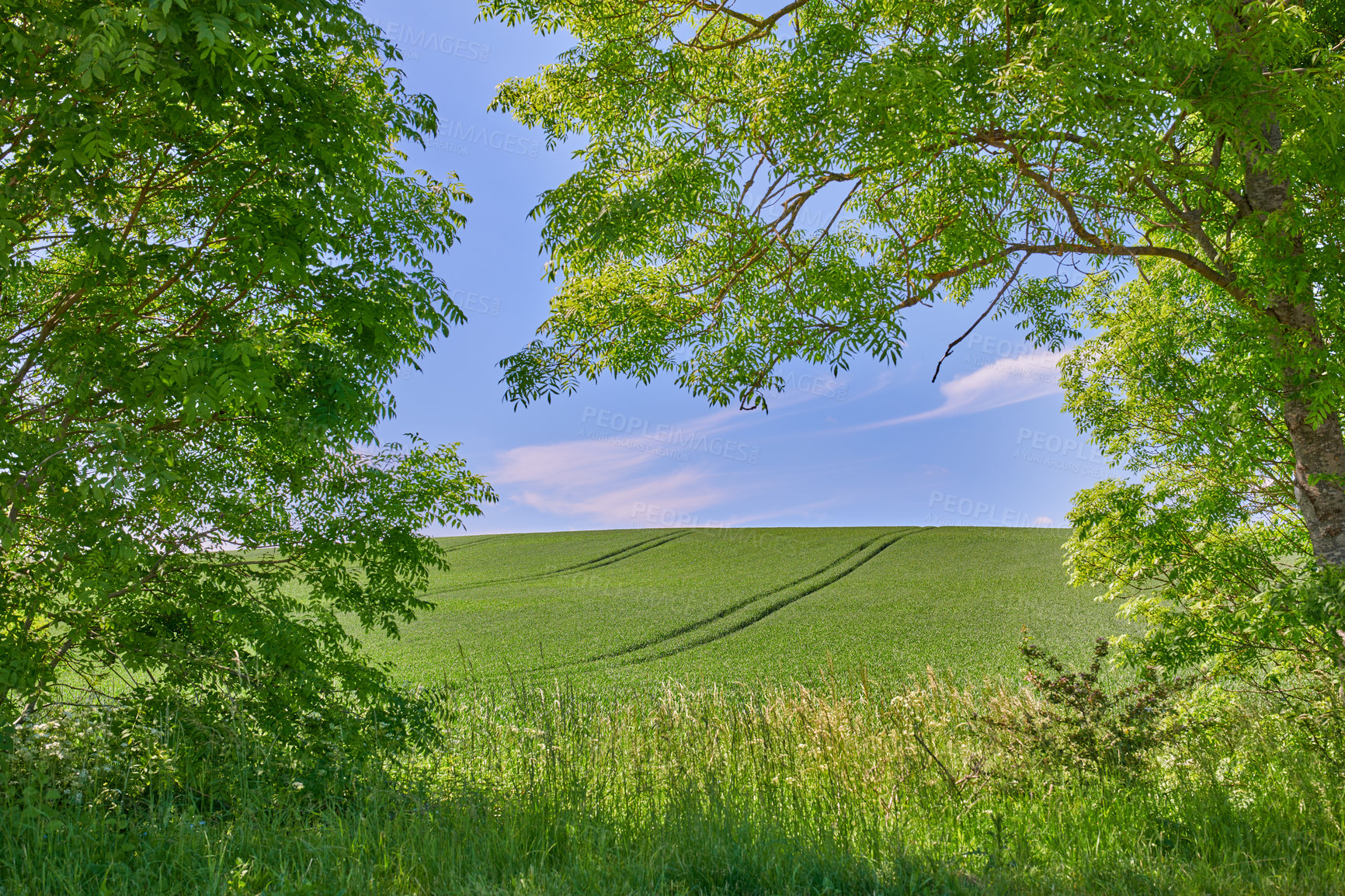 Buy stock photo Green fields and blue sky framed by trees - lots of copy space