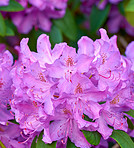 Rhododendron - garden flowers in May