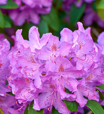 Buy stock photo Rhododendron is a genus of 1,024 species of woody plants in the heath family, either evergreen or deciduous, and found mainly in Asia, although it is also widespread throughout the Southern Highlands of the Appalachian Mountains of North America.