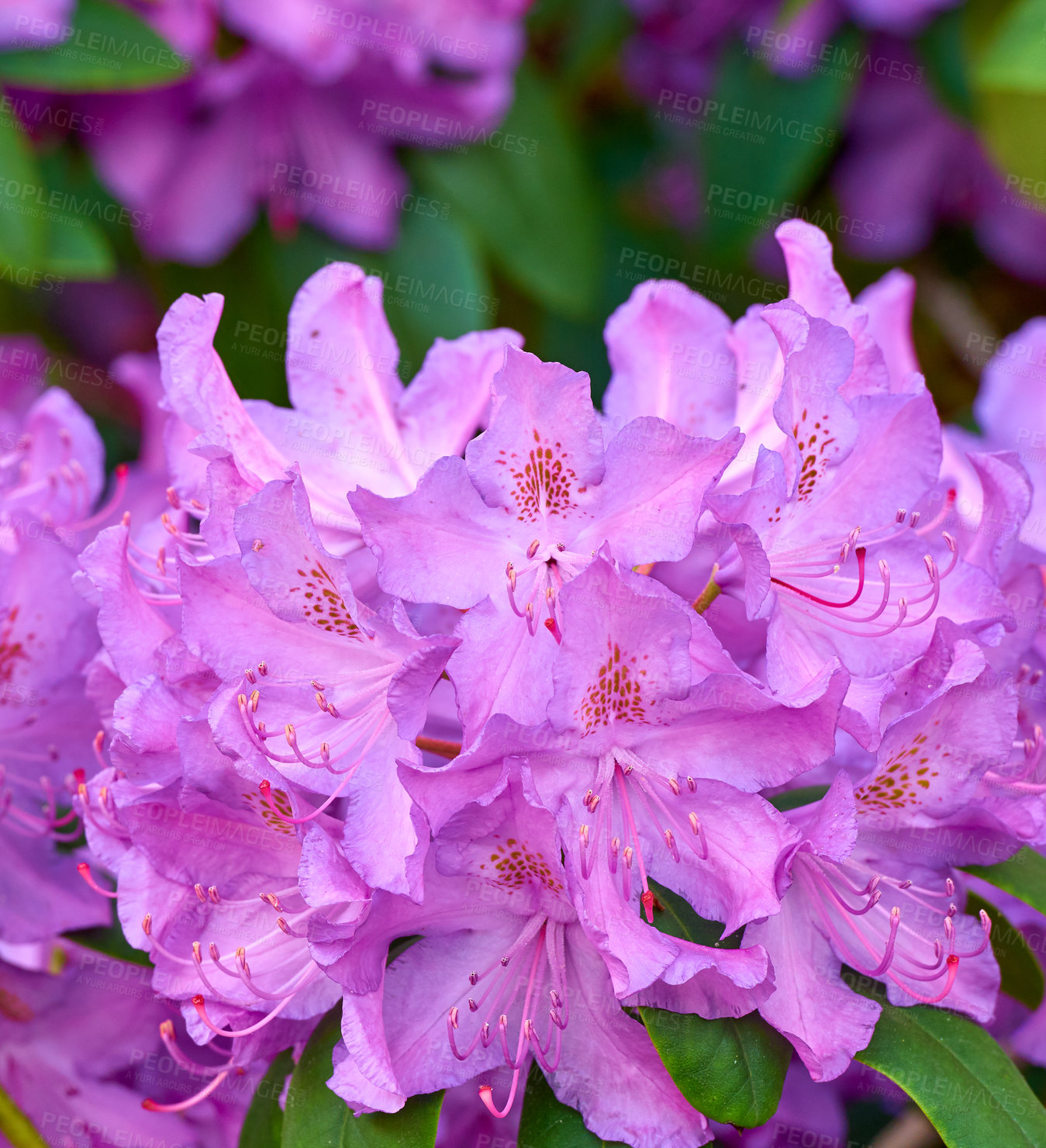 Buy stock photo Rhododendron is a genus of 1,024 species of woody plants in the heath family, either evergreen or deciduous, and found mainly in Asia, although it is also widespread throughout the Southern Highlands of the Appalachian Mountains of North America.