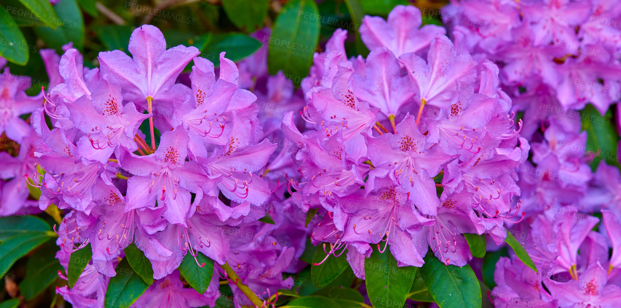 Buy stock photo Rhododendron is a genus of 1,024 species of woody plants in the heath family, either evergreen or deciduous, and found mainly in Asia, although it is also widespread throughout the Southern Highlands of the Appalachian Mountains of North America.