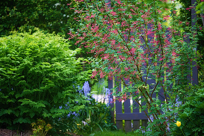 Buy stock photo A series of beautiful garden photos