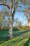 Huge tree in my garden - early spring