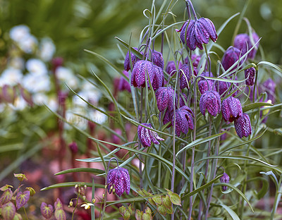 Buy stock photo A photo of beautiful Blue flowers in springtime