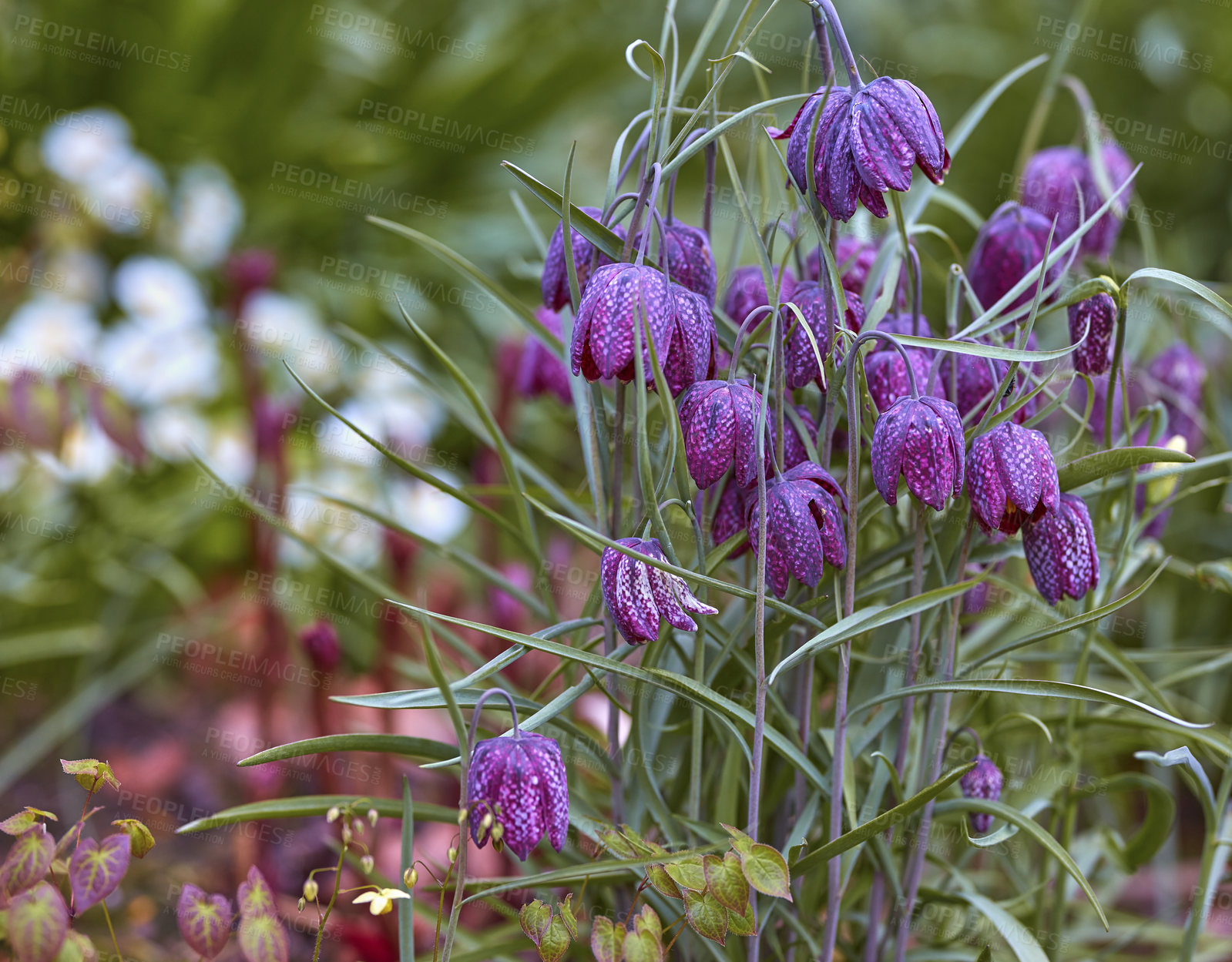 Buy stock photo A photo of beautiful Blue flowers in springtime