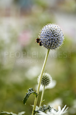 Buy stock photo Blue Globe Thistle plant being pollinated by bees in a garden in summer against nature background. Spring wildflower flourishing and blooming on a field or meadow. Echinops in green park with insects