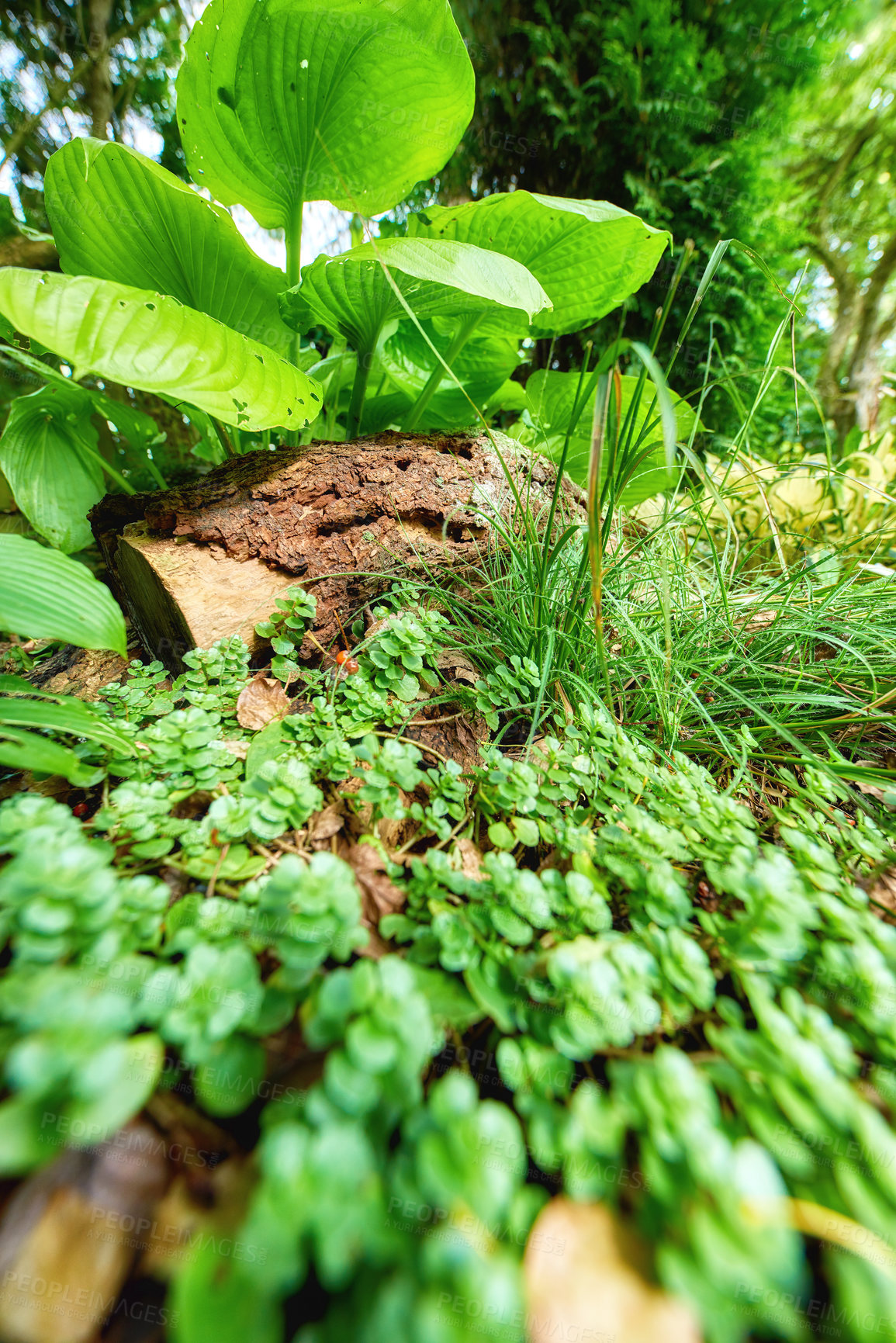 Buy stock photo Closeup of tropical plants in the forest. Nature background of green leaves and floral growth outside. Various flora, fauna and foliage growing in their natural habitat, ecosystem or environment