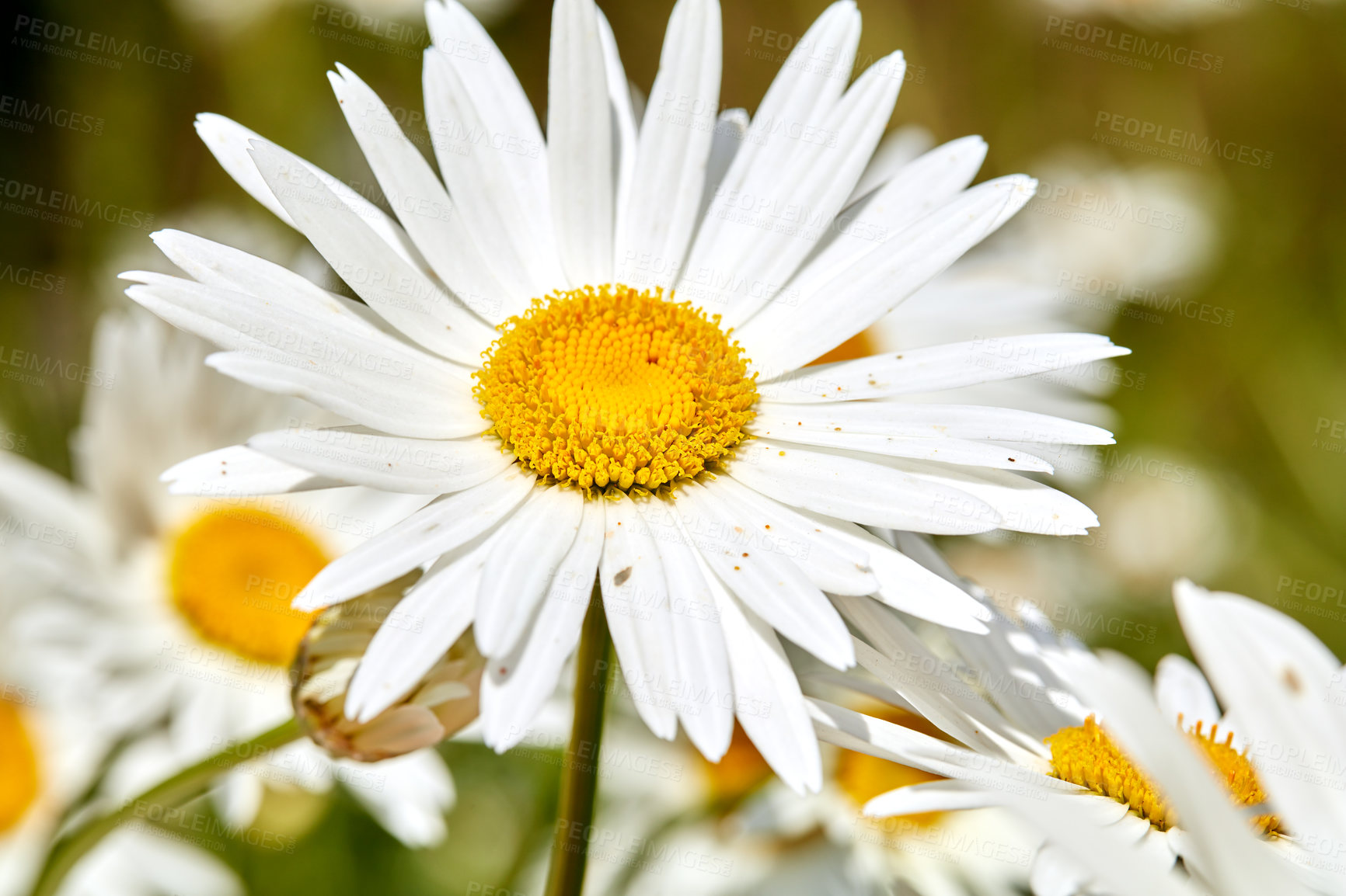 Buy stock photo A series of beautiful garden photos