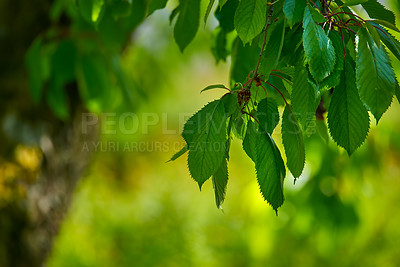 Buy stock photo A series of beautiful garden photos